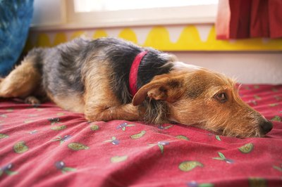 Jupiterimages/Comstock/Getty Images The best time to check a dog's pulse and respiration is when he is relaxed and resting.
