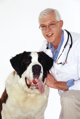 Creatas/Creatas/Getty Images Immediate medical care is essential to treating gastric torsion.
