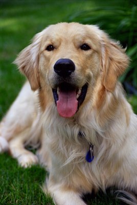 Jupiterimages/liquidlibrary/Getty Images Larger dog breeds are more susceptible to acquired laryngeal hemiplegia.