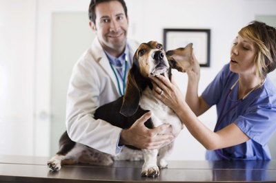 Jupiterimages/Stockbyte/Getty Images Vitamin K1 is the antidote for anti-coagulant rat poison.