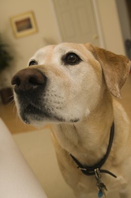 Comstock Images/Comstock/Getty Images Labs have black, chocolate, ivory or yellow fur coats.