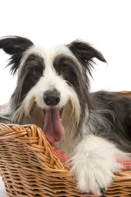 BananaStock/BananaStock/Getty Images Heat therapy can help your arthritic dog rest easier.