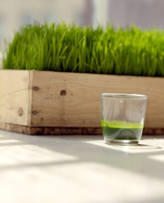Creatas/Creatas/Getty Images If your dog shows no interest in dining on the foliage, wheatgrass can be given in liquid or powder form.