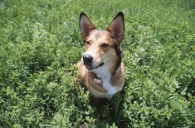 Hemera Technologies/AbleStock.com/Getty Images Dogs can pick up fleas and tick in tall grass and shrubs.