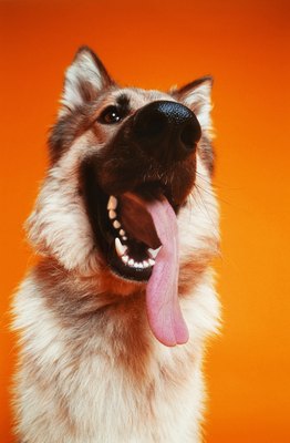 George Doyle/Stockbyte/Getty Images Tooth infections are painful for dogs but not always detected by owners as dogs are not typically vocal about the pain.