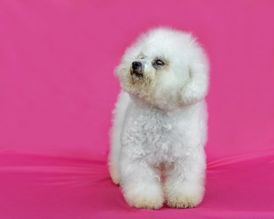 tsik/iStock/Getty Images Bich-poo, poochon or a very cute pup -- that's what you get when you cross a poodle with a bichon frise.