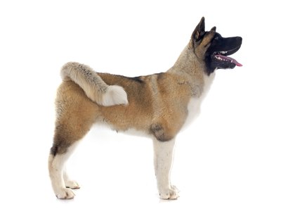 cynoclub/iStock/Getty Images The Akita is the national dog of Japan.