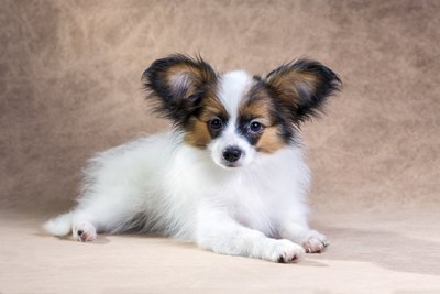 Laures/iStock/Getty Images "So many books about papillon puppies, but I haven't learned to read yet."