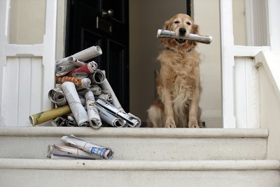 Janie Airey/Digital Vision/Getty Images Golden retrievers love to learn new jobs around the house.