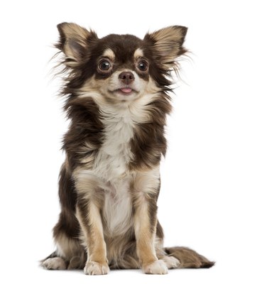 GlobalP/iStock/Getty Images Long-haired Chihuahuas get their locks courtesy of a recessive genetic mutation.