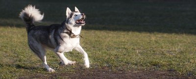 SVPhilon/iStock/Getty Images Siberian huskies are well-known runners.