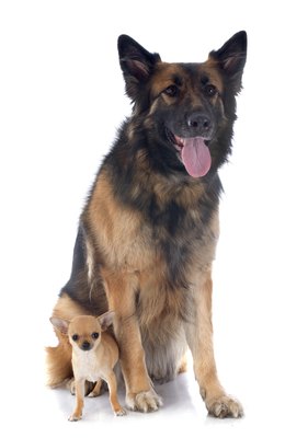 cynoclub/iStock/Getty Images Dogs of nearly any size can find a way to mate with each other.