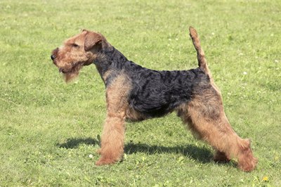 CaptureLight/iStock/Getty Images Make sure your Welsh terrier has regular veterinary eye exams.