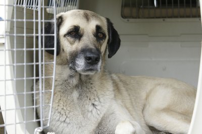 s-eyerkaufer/iStock/Getty Images Think about how you're using your dog crate when you make your purchase decision.