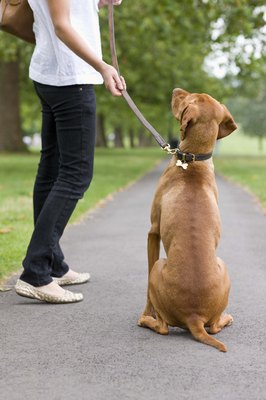 Jupiterimages/Polka Dot/Getty Images Keep your pup on a leash around other dogs during socialization.