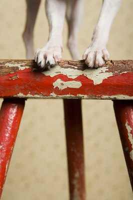 Image Source/Photodisc/Getty Images Make nail trimming a positive process for your dog.
