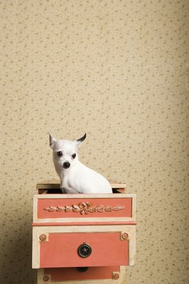 Image Source/Photodisc/Getty Images Chihuahuas may grow up to 6 pounds regardless of size labels.