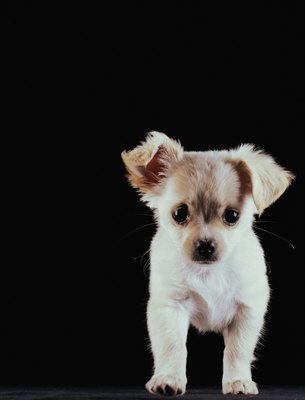 Ryan McVay/Photodisc/Getty Images Due to their immature immune systems, puppies are highly vulnerable to the canine distemper virus.