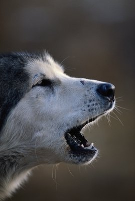 David De Lossy/Photodisc/Getty Images Take a deep breath; allergic canine bronchitis can be treated with medicine.