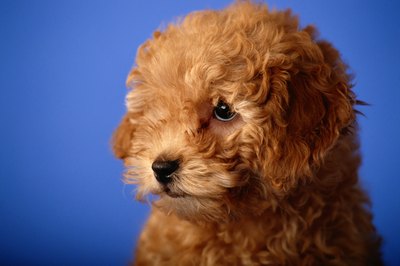 David De Lossy/Valueline/Getty Images Puppies eat poop for a variety of reasons.