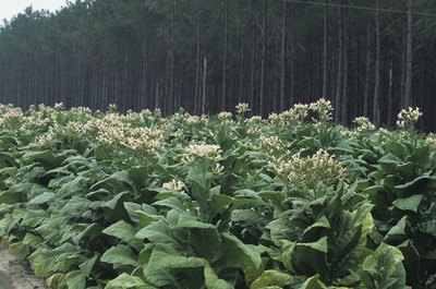 Tom Brakefield/Stockbyte/Getty Images Tobacco plants of the Nicotiana genus and dogs don't mix.