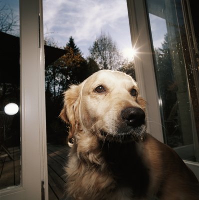 David De Lossy/Photodisc/Getty Images Reward your dog for going to the door.