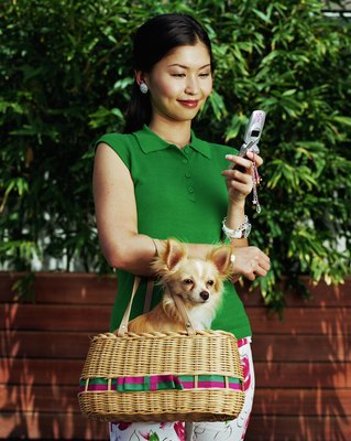 Ryan McVay/Lifesize/Getty Images Trim your long-haired Chihuahua around its mouth and rear.