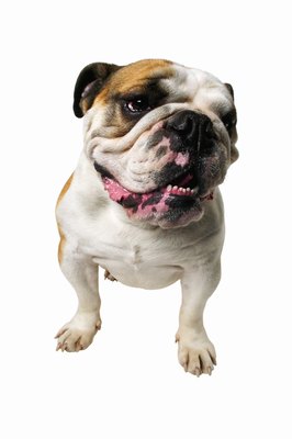 George Doyle & Ciaran Griffin/Stockbyte/Getty Images Wrinkly dogs may suffer from facial fold irritation.