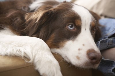 Chris Amaral/Digital Vision/Getty Images Some dog breeds have genetically blue eyes.