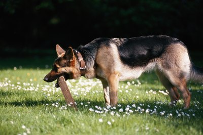 David De Lossy/Photodisc/Getty Images German shepherds are one breed predisposed to masticatory myositis.
