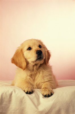 David De Lossy/Photodisc/Getty Images If he's old enough to be adopted, he's probably old enough for a heartworm preventative.