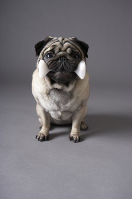 Chris Amaral/Digital Vision/Getty Images Short-nosed breeds such as the pug are more susceptible to acanthomatous ameloblastoma.
