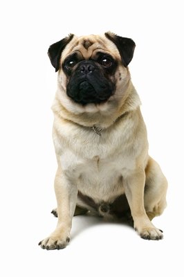 George Doyle & Ciaran Griffin/Stockbyte/Getty Images Pugs are among the breeds that require proper wrinkle care.