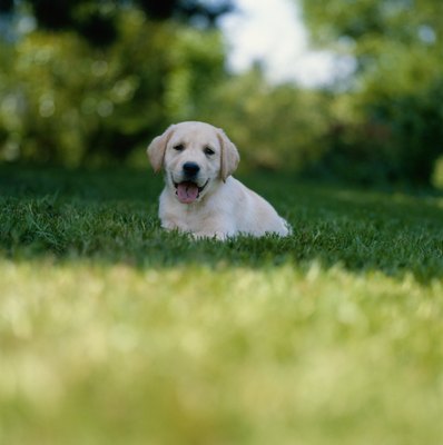 David De Lossy/Valueline/Getty Images Dog urine contains chemicals that burn grass.
