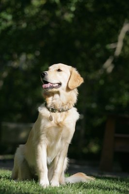 Jupiterimages/Stockbyte/Getty Images Labrador retrievers are medium-sized, strong animals with a pleasant temperament.