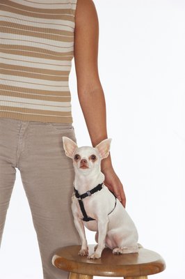 Creatas/Creatas/Getty Images For your Chi's health, make sure he isn't too fat or too thin.
