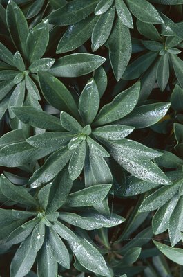 Dynamic Graphics Group/Dynamic Graphics Group/Getty Images Spurge laurel is a variety common in the Pacific Northwest.