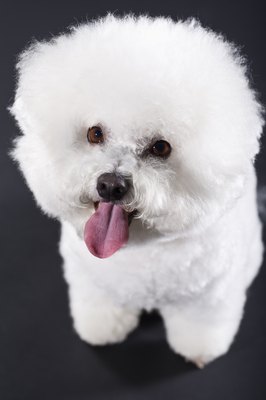 Apple Tree House/Lifesize/Getty Images Whitening shampoos will keep your white dog bright and sparkling.