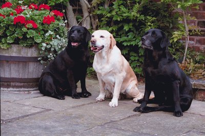 Jupiterimages/Photos.com/Getty Images Always keep your dog away from cotoneaster shrubs.