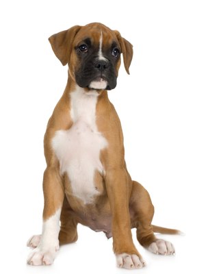 Jupiterimages/Photos.com/Getty Images After 18 weeks of age, it becomes harder to socialize your puppy so he's not fearful or aggressive.