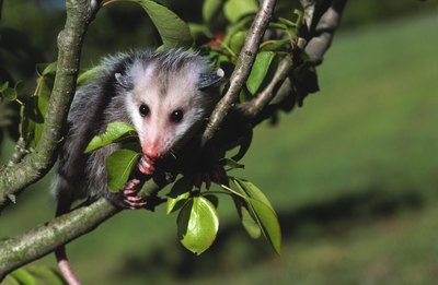 Hemera Technologies/Photos.com/Getty Images Opossums climb well, but they are primarily terrestrial animals.