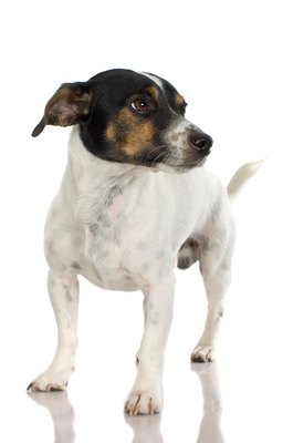 Jupiterimages/Photos.com/Getty Images A fox terrier can suffer from eye and ear maladies.