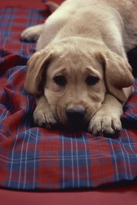 Jupiterimages/Photos.com/Getty Images Sudden urination problems don't mean that your pup has forgotten her training.