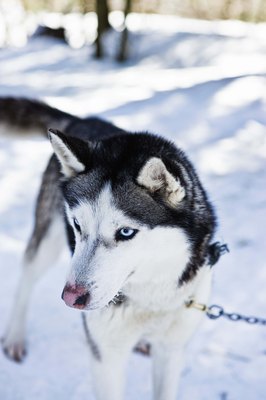Jupiterimages/Brand X Pictures/Getty Images A tieout can put your dog at risk for wild animal altercations.