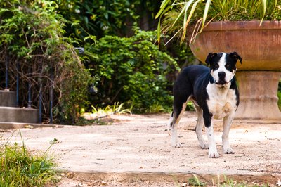 Jupiterimages/Photos.com/Getty Images Dogs who spend lots of time romping in the yard can end up with dirt stains.