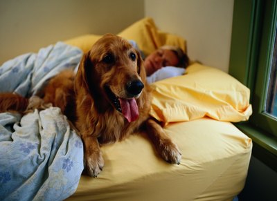 Ryan McVay/Photodisc/Getty Images Your older dog needs a supportive bed of his own.