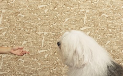 DTP/Digital Vision/Getty Images Use your hands instead of your voice with a deaf dog.