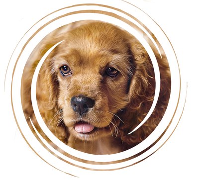 Jupiterimages/liquidlibrary/Getty Images The cocker spaniel's hair makes its coat cuts best left to the professionals.