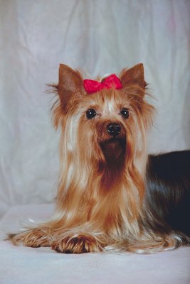 Jupiterimages/Photos.com/Getty Images Silky terriers don't know they're small dogs.
