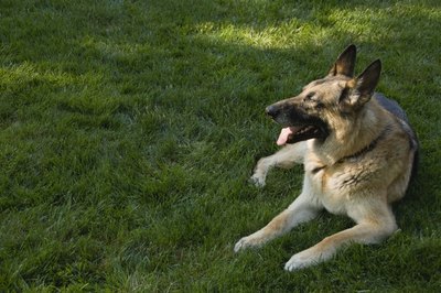 Jupiterimages/Comstock/Getty Images Dog-proofing the yard can keep your pet companion safe.